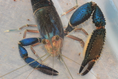 Macrobrachium hancocki