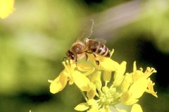 Apis mellifera