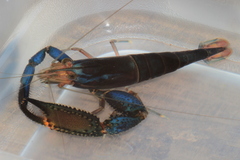 Macrobrachium hancocki