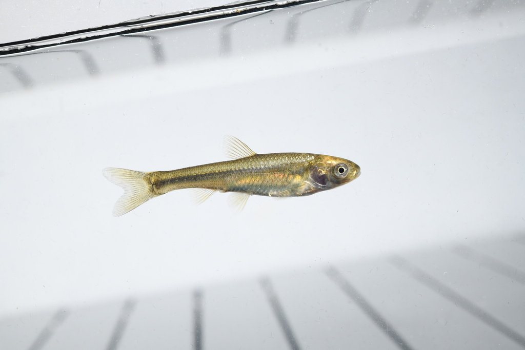 Brassy minnow (Hybognathus hankinsoni) — Cyprinidae