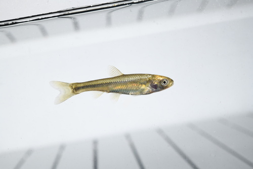 Koperglans-elritsje (Hybognathus hankinsoni) — Cyprinidae