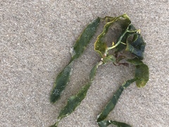 Caulerpa prolifera