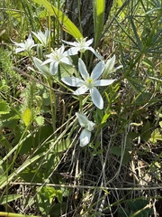 (c) Stanislav Murashkin, some rights reserved (CC BY) Ornithogalum orthophyllum, photograph (c) Stanislav Murashkin, some rights reserved (CC BY)