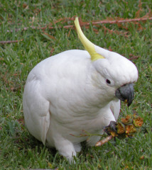 Cacatua galerita galerita