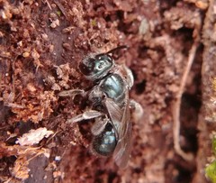Lasioglossum coeruleum