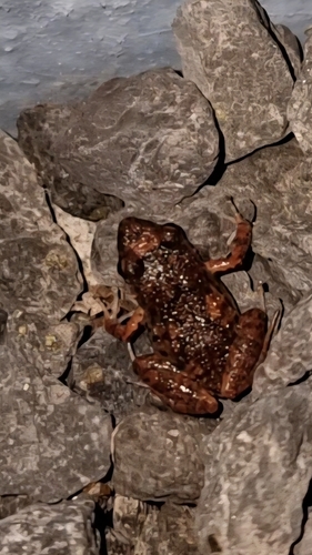 Eleutherodactylus planirostris observed 2026-05-08
