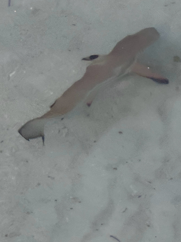 Carcharhinus melanopterus