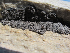 Umbilicaria virginis