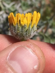 Encelia actoni