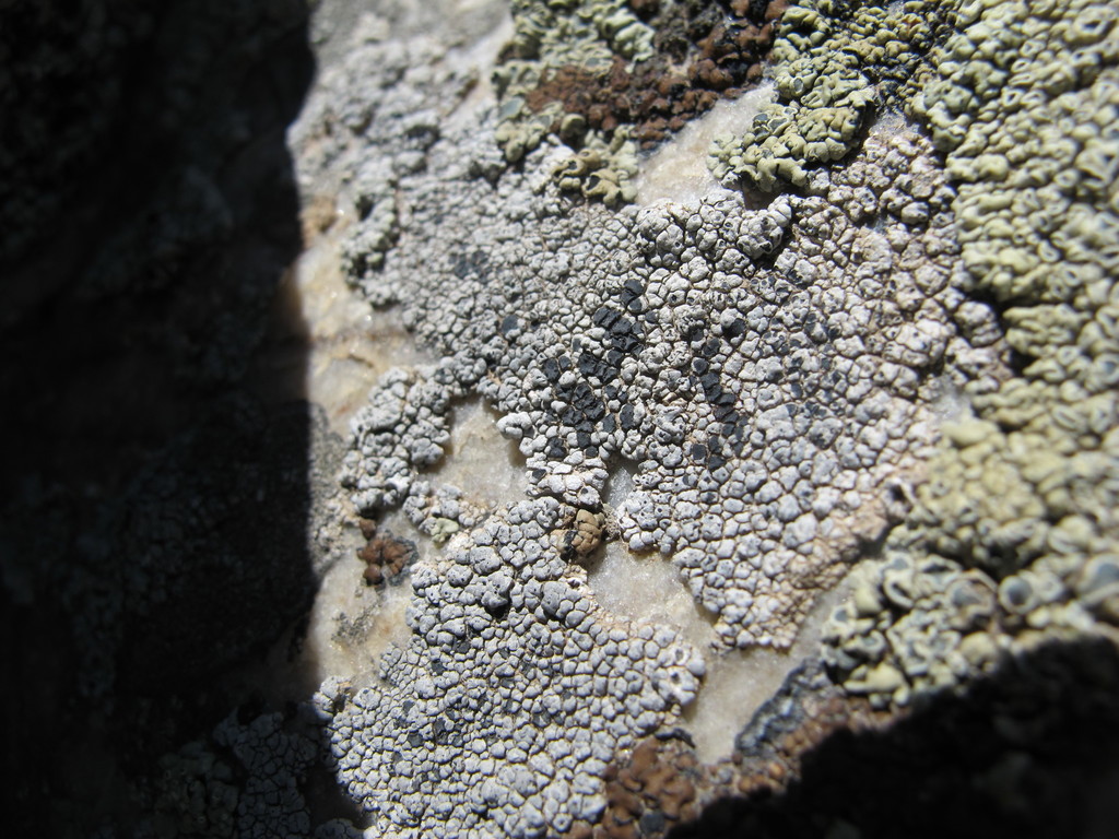 Buellia sequax