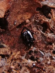 Scaphidium