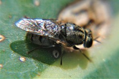 Adoxomyia