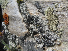 Lecanora gangaleoides