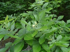 Carya ovata mexicana