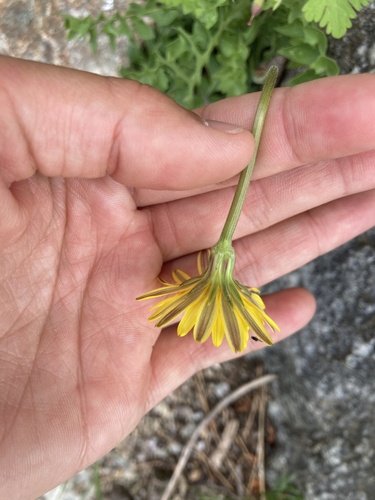 Hyoseris radiata, photograph 2