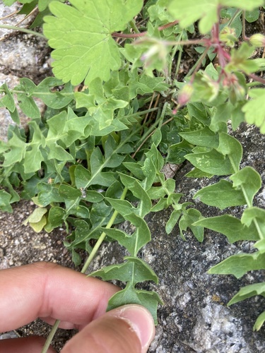 Hyoseris radiata, photograph 3