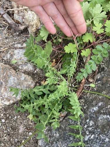 Hyoseris radiata, photograph 4