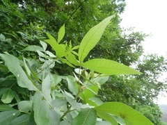 Carya ovata mexicana