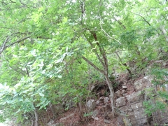 Carya ovata mexicana