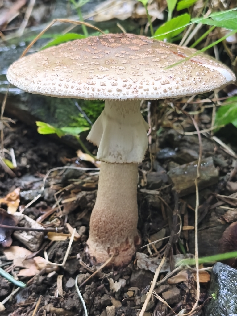Amanita rubescens · May 2026 · photo: © mycototor (iNaturalist, cc-by)