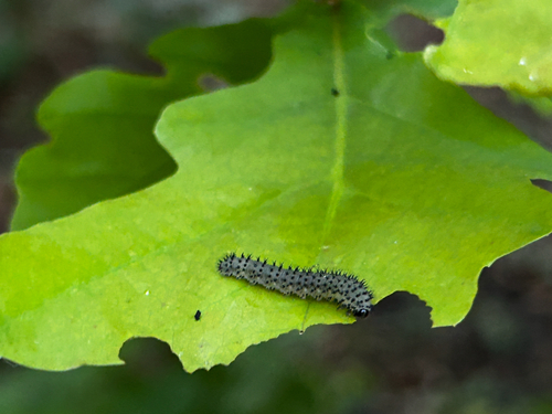 Brown Bordered Oak-cutter, Huys de Wervelaan, Rijswijk, South Holland, NL, photo 10 of 10
