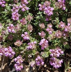 (c) ahabo, some rights reserved (CC BY) Thymus camphoratus, photograph (c) ahabo, some rights reserved (CC BY)