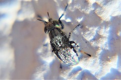 Stictomyia longicornis