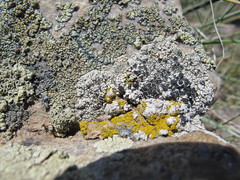 Lecanora gangaleoides