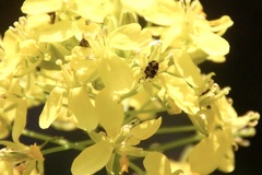 Anthrenus scrophulariae