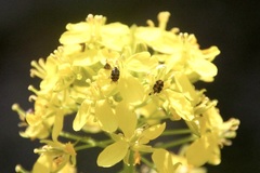 Anthrenus scrophulariae