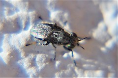 Stictomyia longicornis