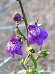 Sairocarpus watsonii
