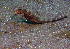 Hippocampus trimaculatus