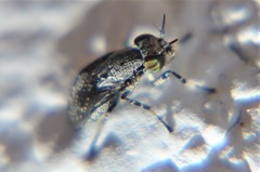 Stictomyia longicornis