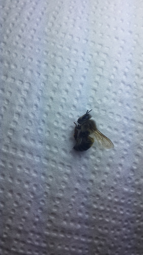 Western Honey Bee