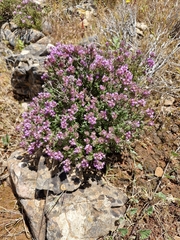(c) ahabo, some rights reserved (CC BY) Thymus camphoratus, photograph (c) ahabo, some rights reserved (CC BY)