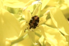 Anthrenus scrophulariae