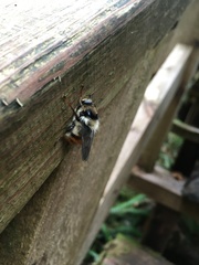 Criorhina