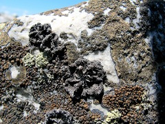 Umbilicaria virginis