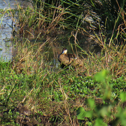iNaturalist image