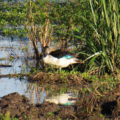 iNaturalist image