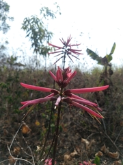 Erythrina nigrorosea