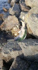 Chromis punctipinnis