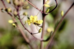 Episyrphus balteatus