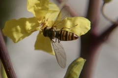 Episyrphus balteatus