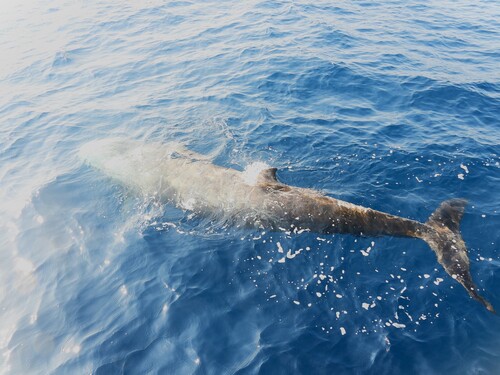 Ziphius cavirostris