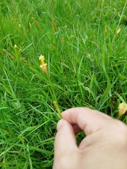 Carex laevigata, photograph (c) Celestino Quintela Sabarís, some rights reserved (CC BY)