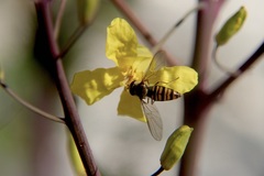 Episyrphus balteatus