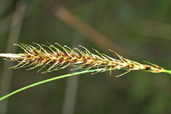 Carex uncinata