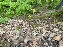 Erysimum crepidifolium, photograph (c) Pavel Kacl, some rights reserved (CC BY)